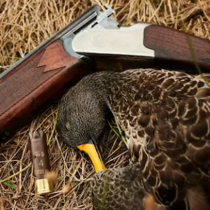 Bird Hunting 1