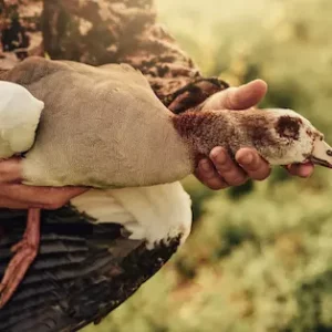 Bird Hunting 2
