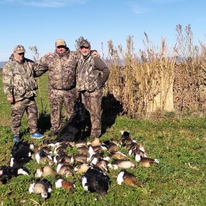 Bird Hunting 3