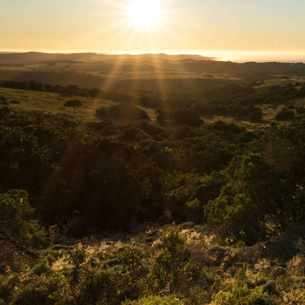 Coastal Forests & Ocean Swept Lowlands