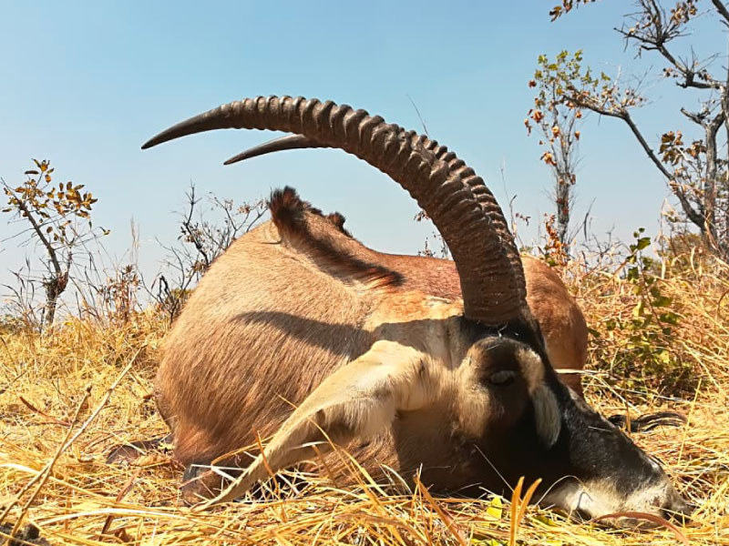Hunt Zambia