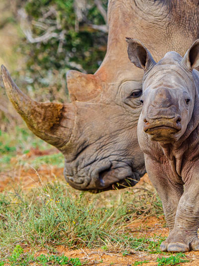 Kwandwe Private Game Reserve