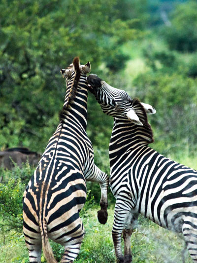Mountain Zebra National Park