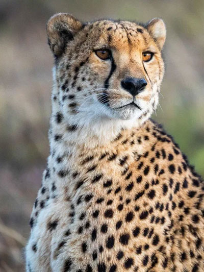 Pumba Game Reserve