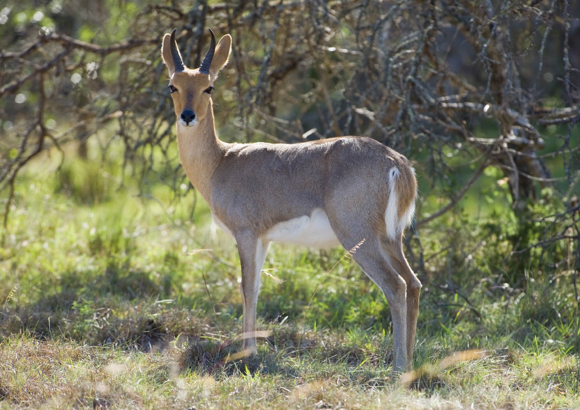 Reedbuck Slam Reedbuck Slam