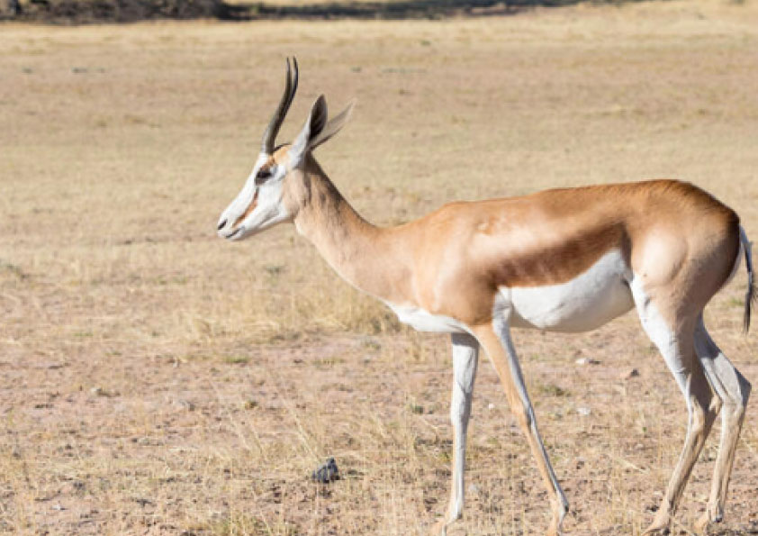 Springbuck-Ewe