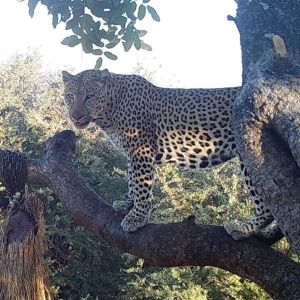 Hunting Zambia