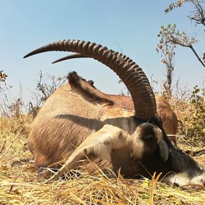 Hunting Zambia