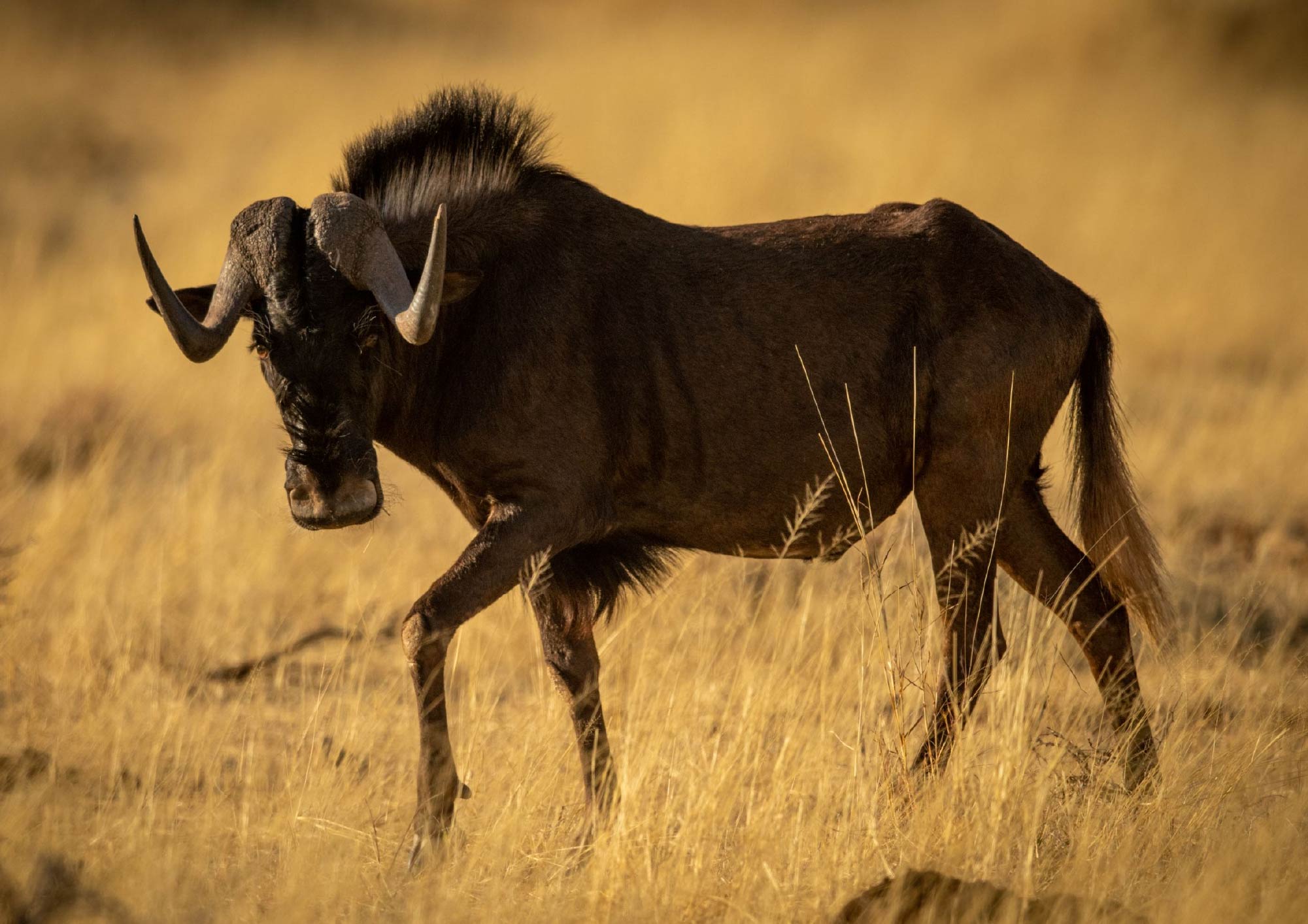 Wildebeest Slam Wildebeest Slam