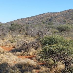 Namibia Hunting Safari