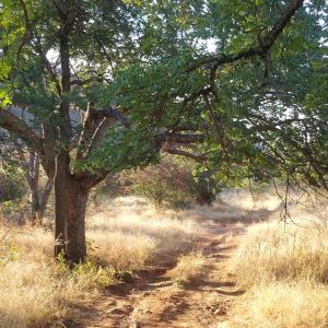 Namibia Hunting Safari